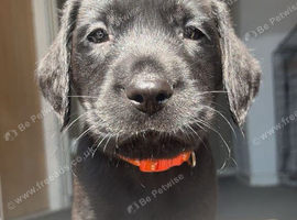 Puppies for sale