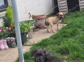 French bulldog x Bichon frise puppies