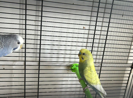 Budgies