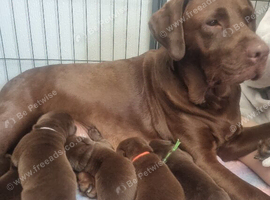 Beautiful Chocolate Labrador Retrievers Available.