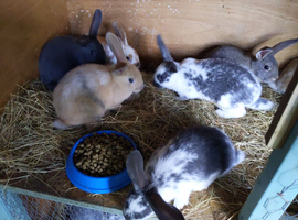 Baby rabbits