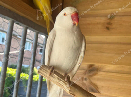 Stunning albino ringneck