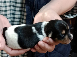 Jack Russel x Boys and 1 Girl