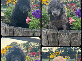 4 Beautiful Puppies For Sale
