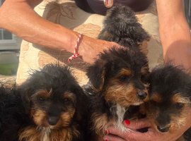 Beautiful litter of jackapoos ready for their loving homes!