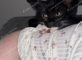 4 beautiful loving kittens