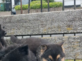 German Shepherd