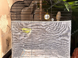 6 month old budgie and cage