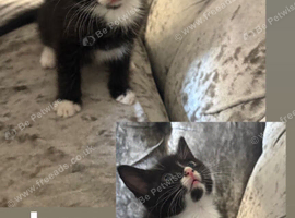 5 loving kittens readdy for homes