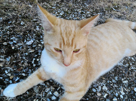 Male Ginger and White Kitten 8 Months Old Needs a New Home