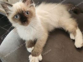 Seal mitted Ragdoll