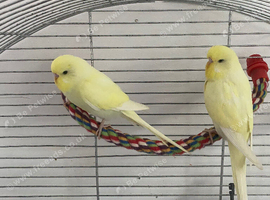 Young buttercup budgies male and females