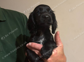 READY NOW BLACK BITCHKC Registered Cocker Spaniel Cocker Spaniel