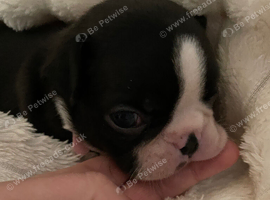 1 Exceptional Boston Terrier Pups - Outstanding Wildax & Skin Deep Bloodlines