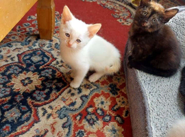 White kitten