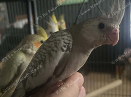 baby cockatiels (handreared)