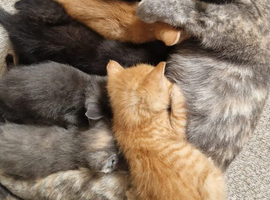 Kittens for sale