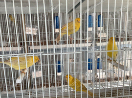 Red eyed Satinette canaries
