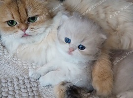 Teddy face kitten pure breed