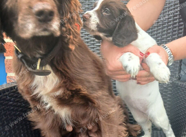 Chocolate roan cocker spaniel