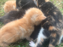 Kittens ready now! ~2 LEFT