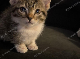 8-Week-Old Kitten Looking for a Loving Home