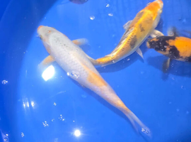 Japaneses koi for sale ,easy pod several pumps , kockney koi multi bay and other filters