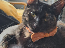 Beautifull Willow looking for a loving home.