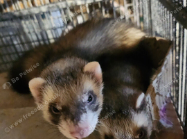 Ferret