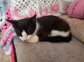 Precious Kitten