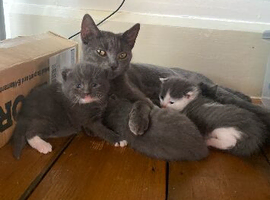 Kittens for sale