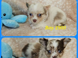 Long haired Choc & Choc Merle pups, Russian dad...