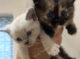 Two Beautiful Female Ragdoll Cross Kittens - Loving Homes Wanted
