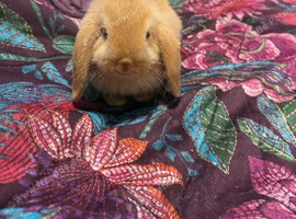 Mini lop male