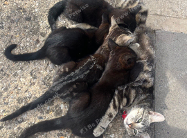 4 kittens outdoor