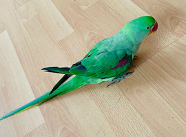 For sale