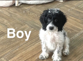 Adorable cockapoo ready for a family and walks