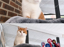 Kittens due 27th July