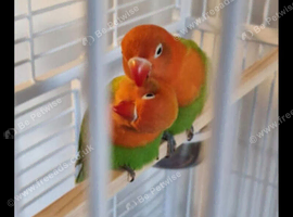 FISCHERS LOVEBIRDS
