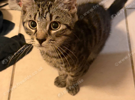 Boy kitten