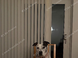 Wanted Are you looking to rehome a Staffie?