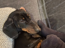 2 year old Daschund