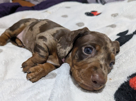 Miniature dashound puppies
