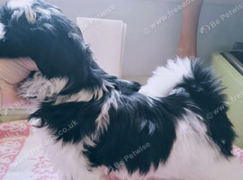 Lovely shih tzu puppies