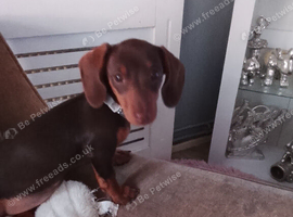 Dachshund