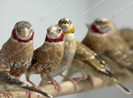 Cut throat finch
