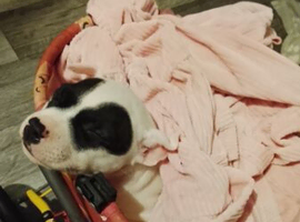 Puppy female