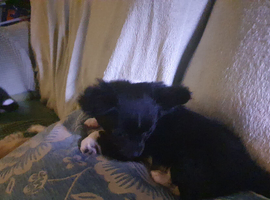 Longcoat chihuahua black