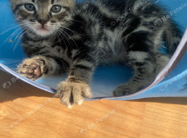 For Sale 4 Tabby kittens!