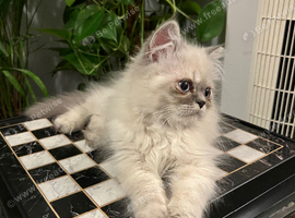 READY NOW SUPER AFFECTIONATE PERSIAN MALE KITTEN